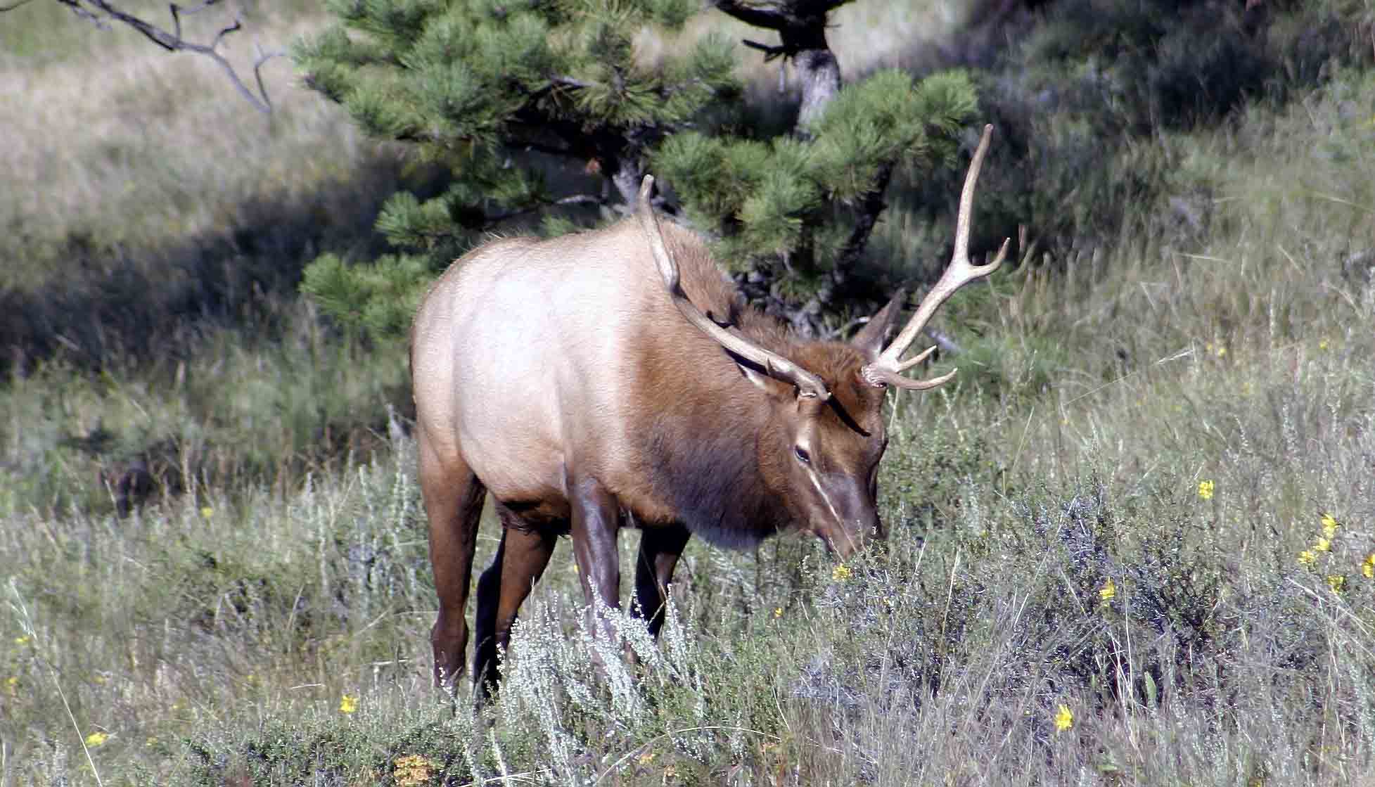 Rocky Mountain Elk