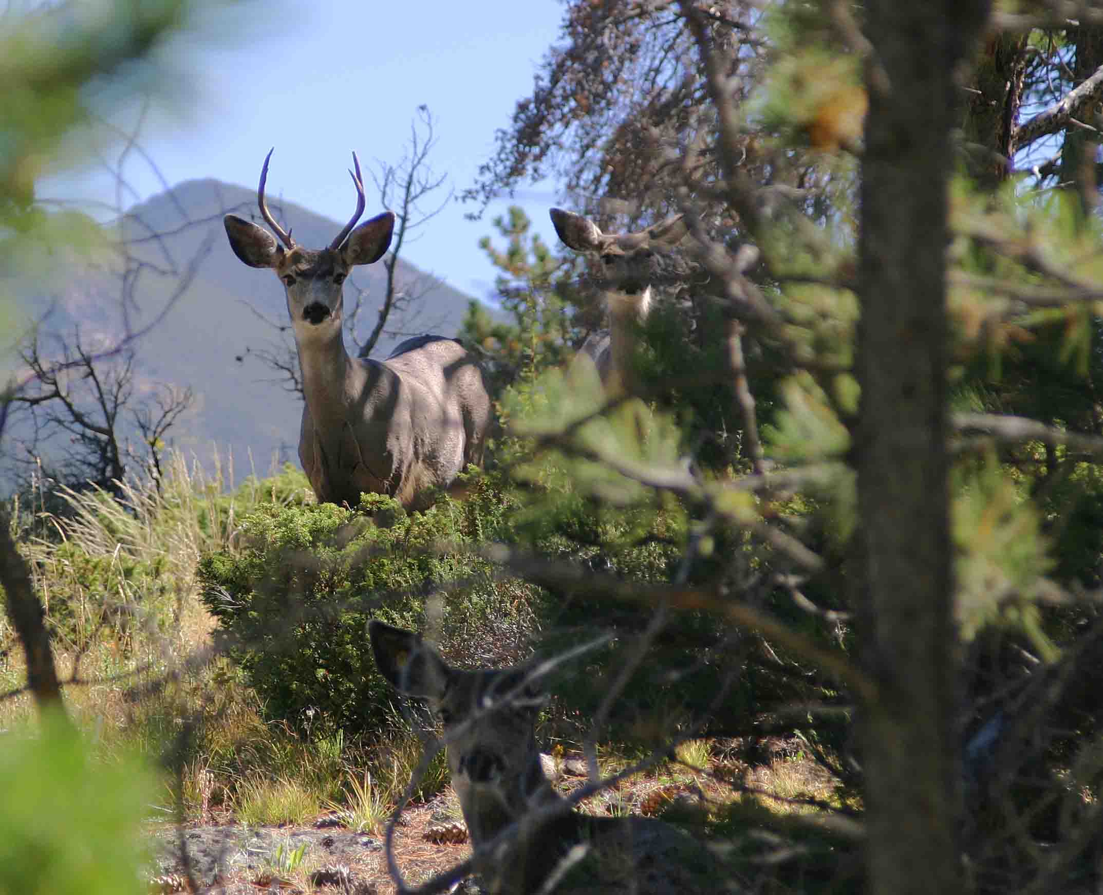 Deer