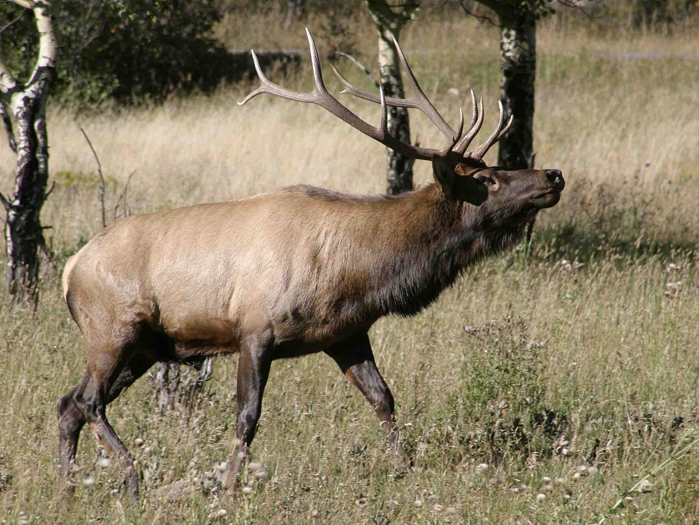 Elk Bugling
