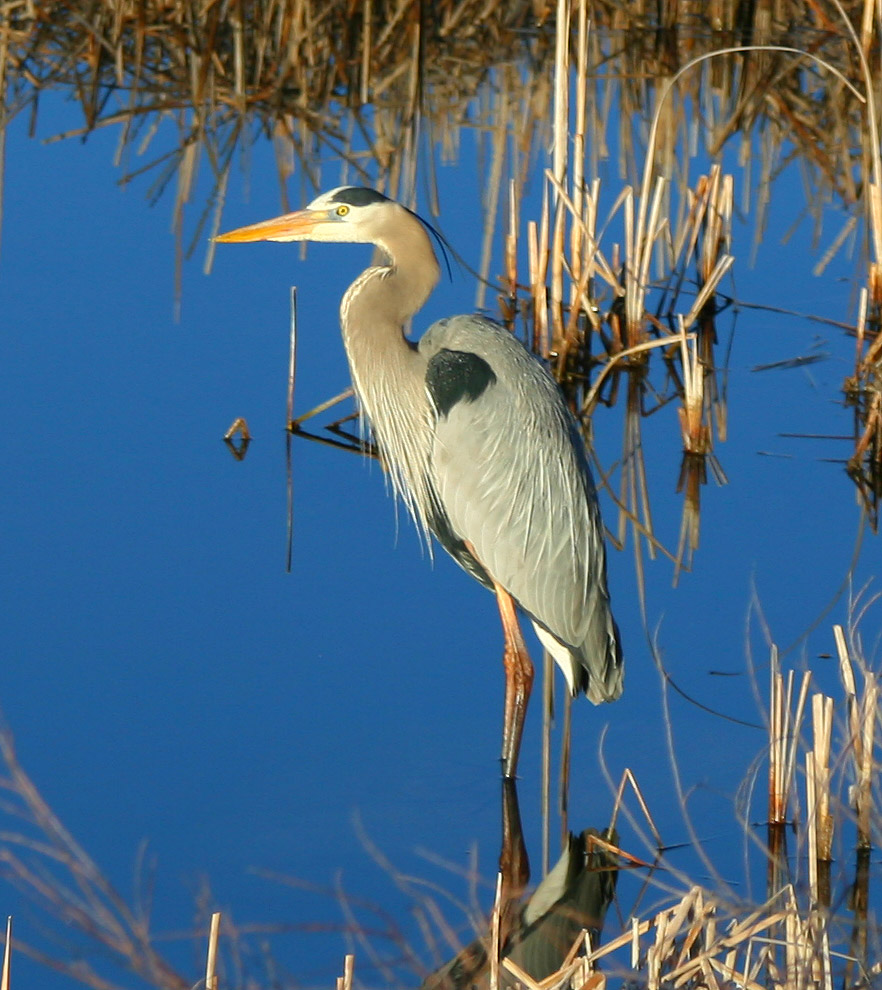 Great Blue Heron