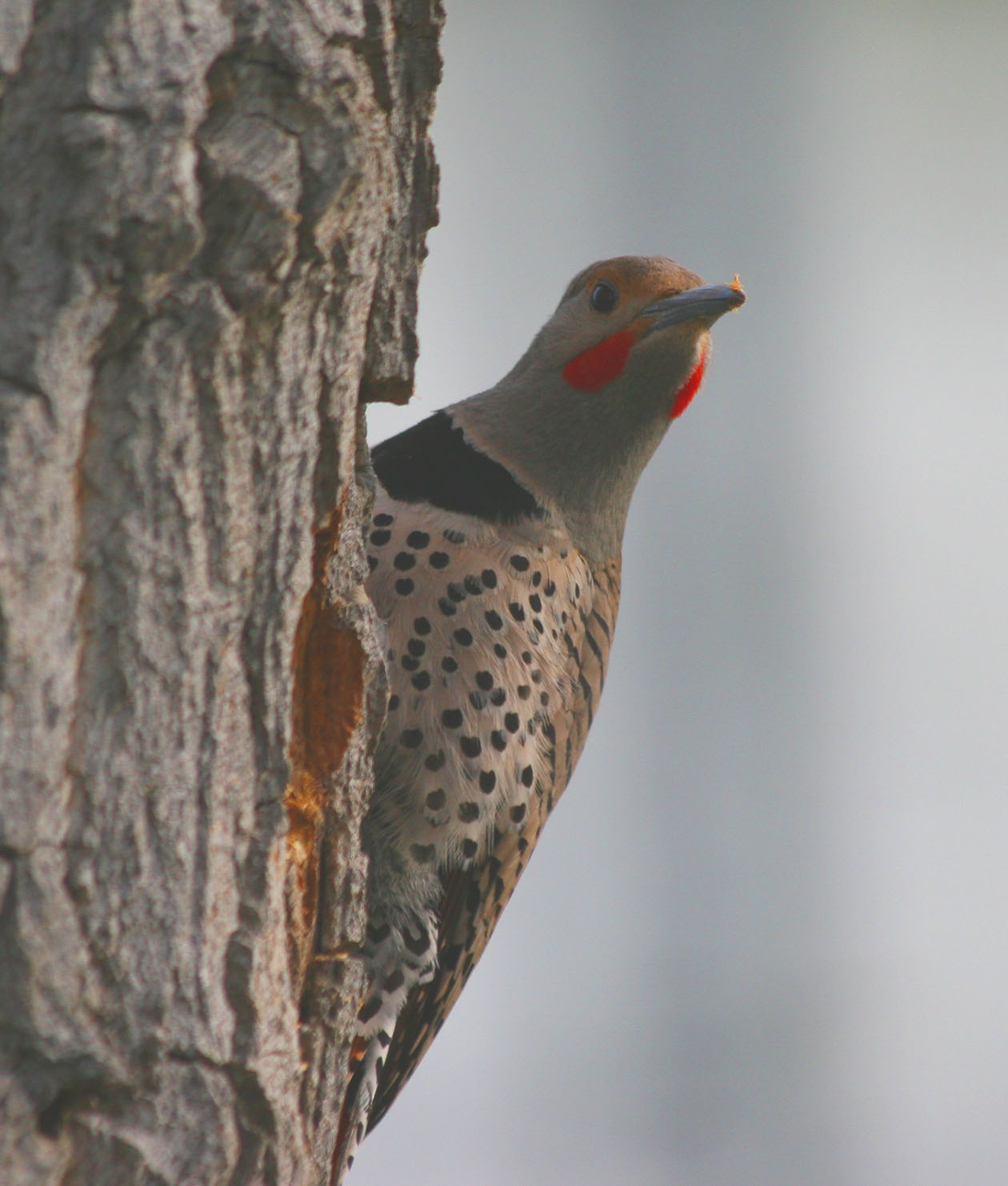 Northern Flicker