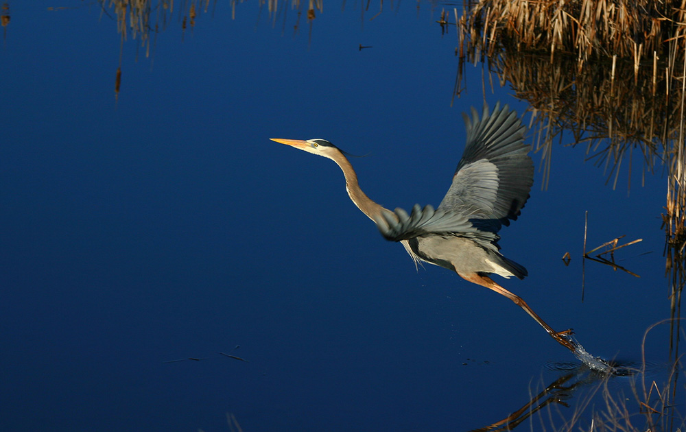 Great Blue Heron at Takeoff