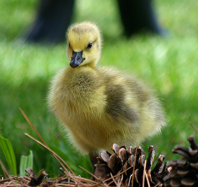 Goslings First Picture