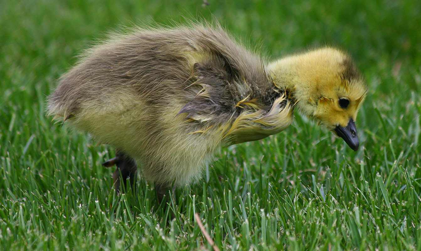 Goslings First Meal