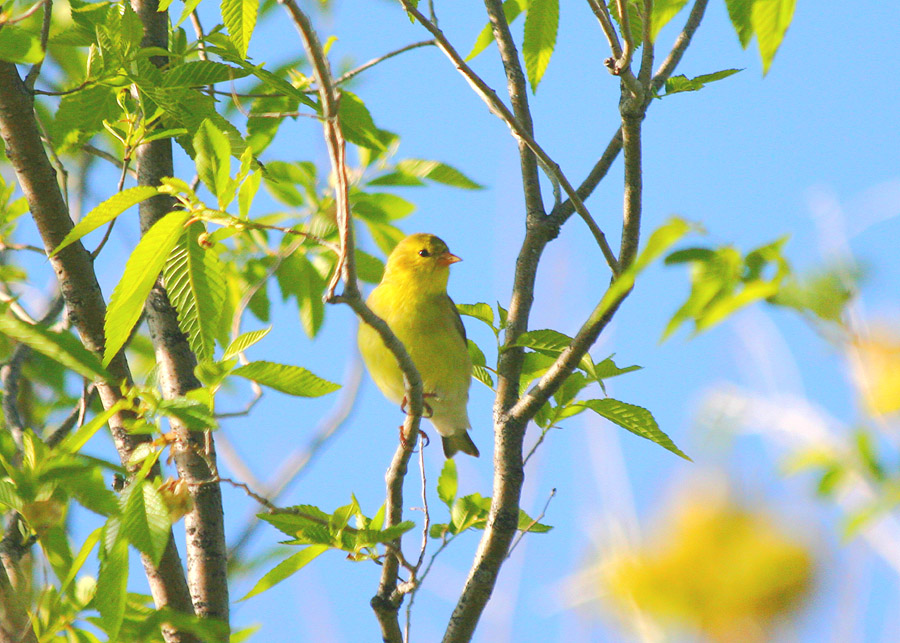 American Goldfinch (female)