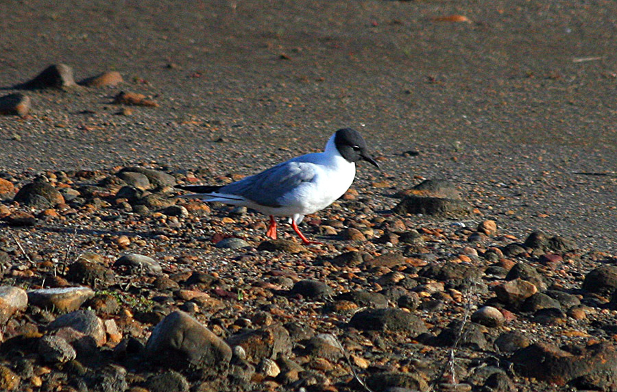 Bonapartes Gull