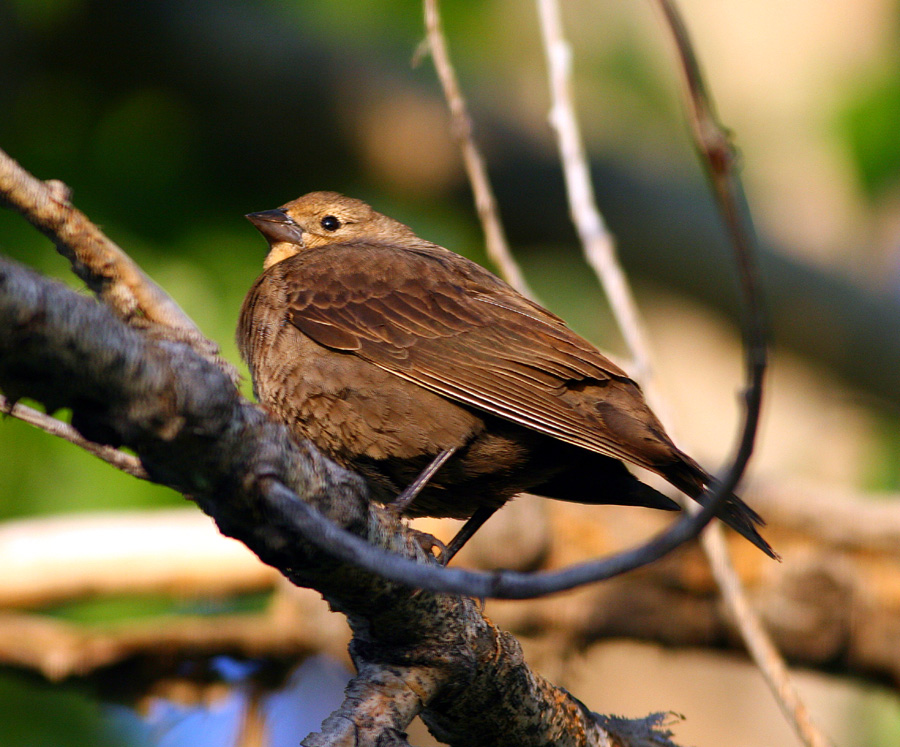 Brown-headed Cowbird (female)
