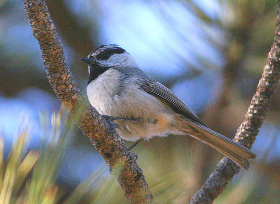 Mountain Chickadee