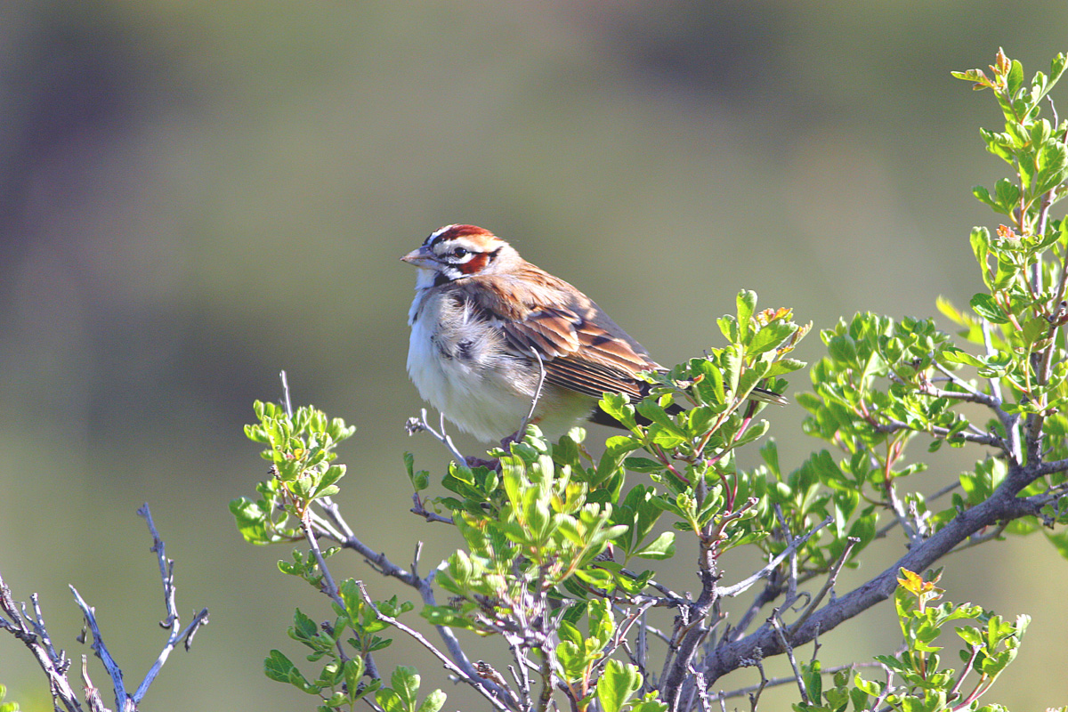 Lark Sparrow
