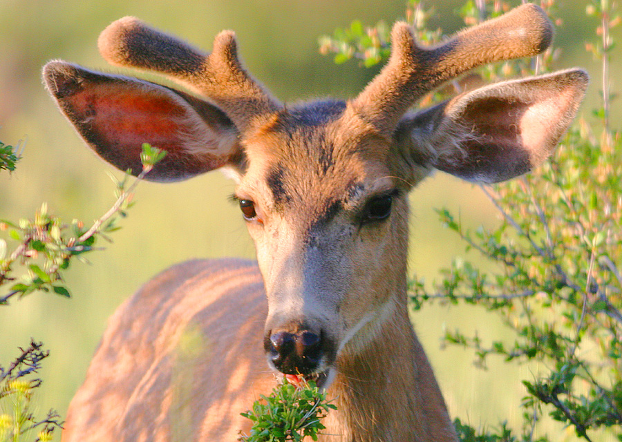 Young Buck