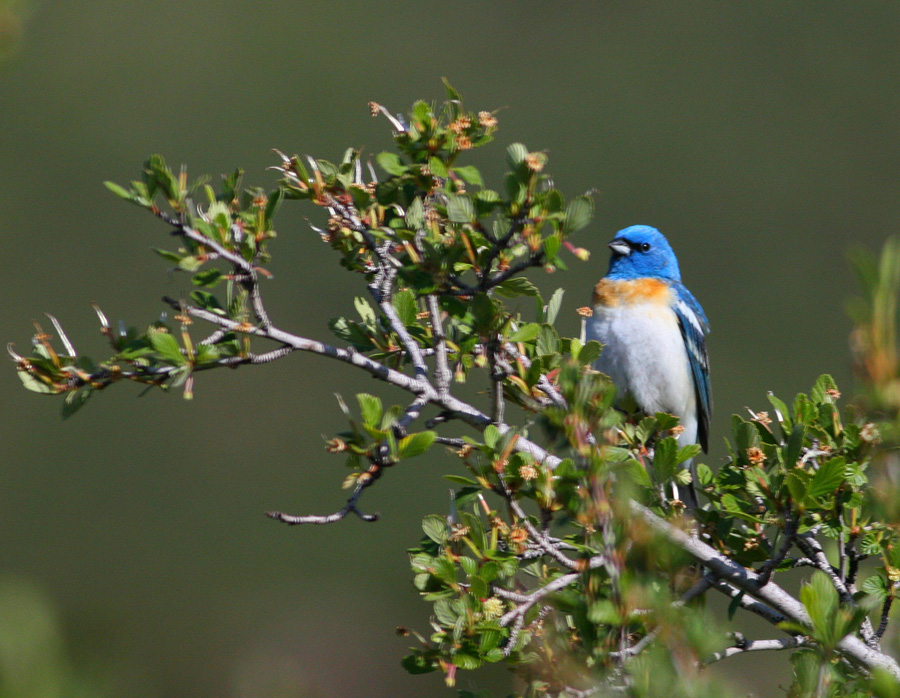 Western Bluebird