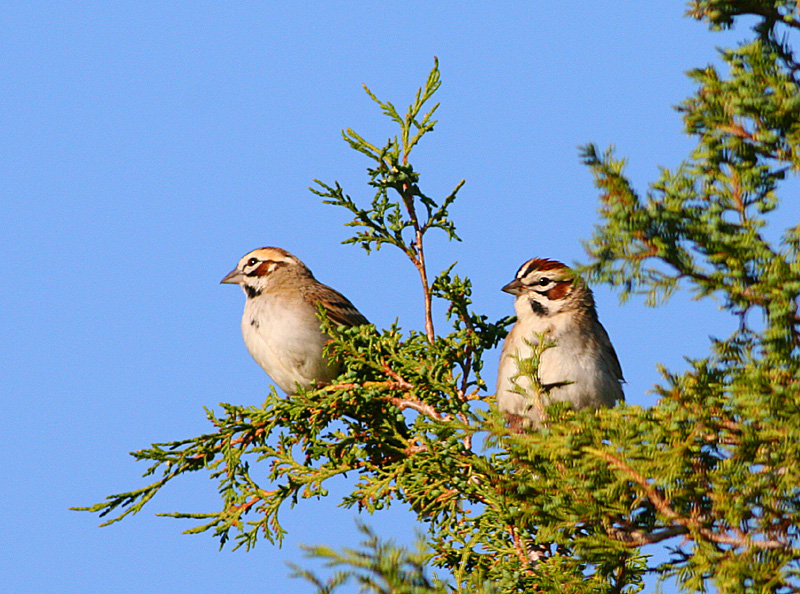 Mr & Mrs Lark Sparrow