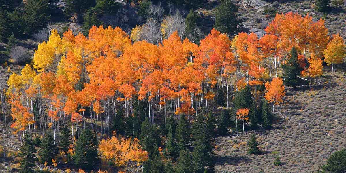 Fall Colors