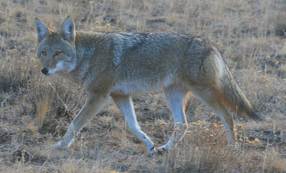 Curious Coyote