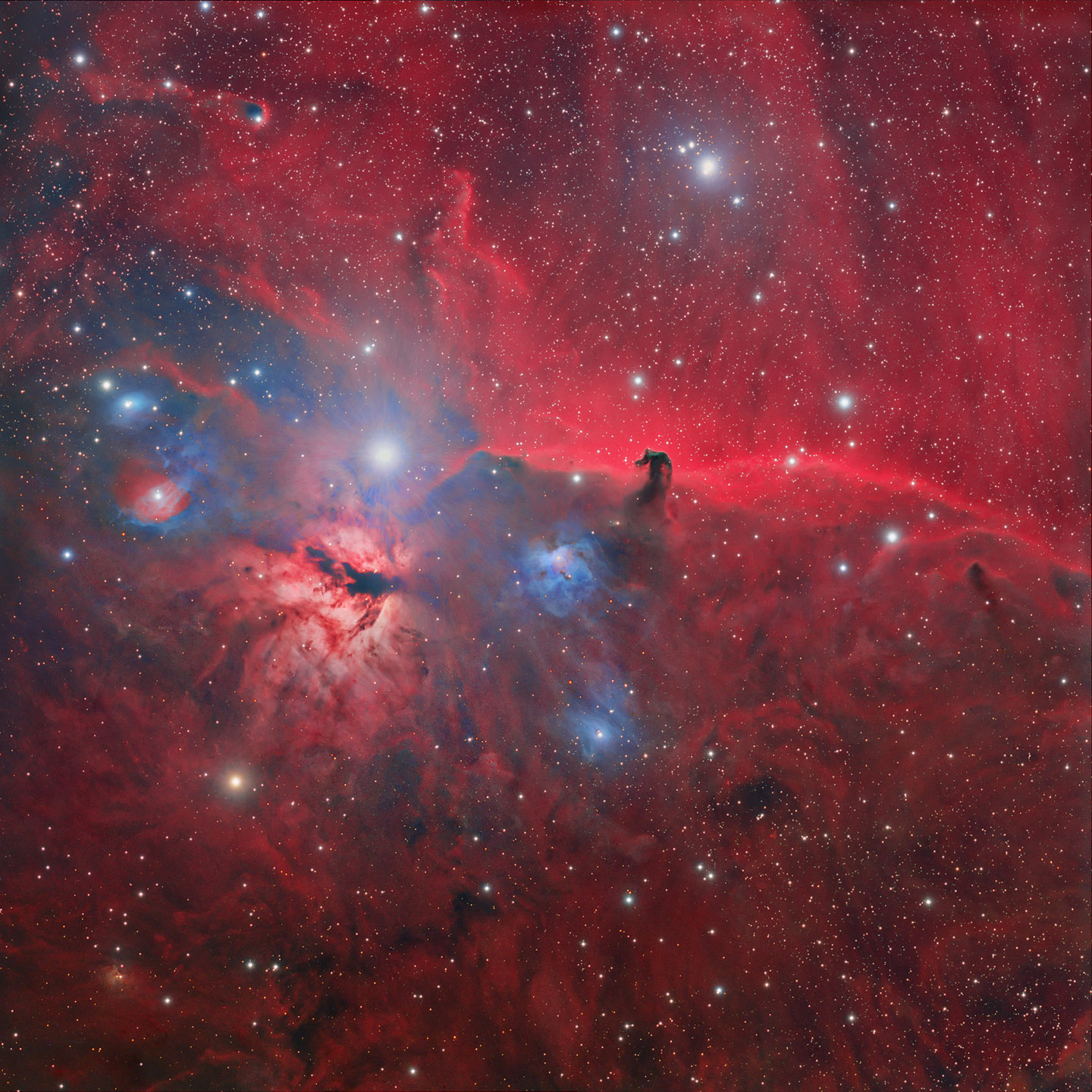 Wild Horsehead