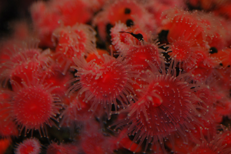 Sea Anemone