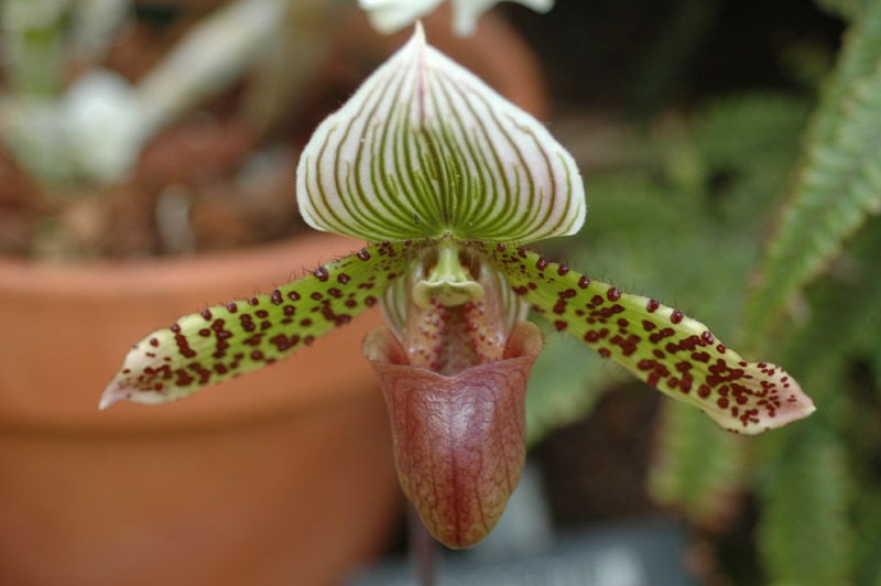 orchid