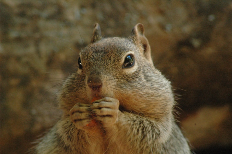 squarrel eating a cheese cracker