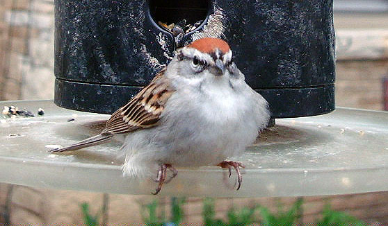 grumpy chipping sparrow