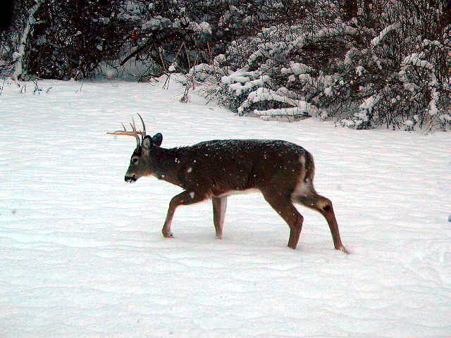 Buck in the snow