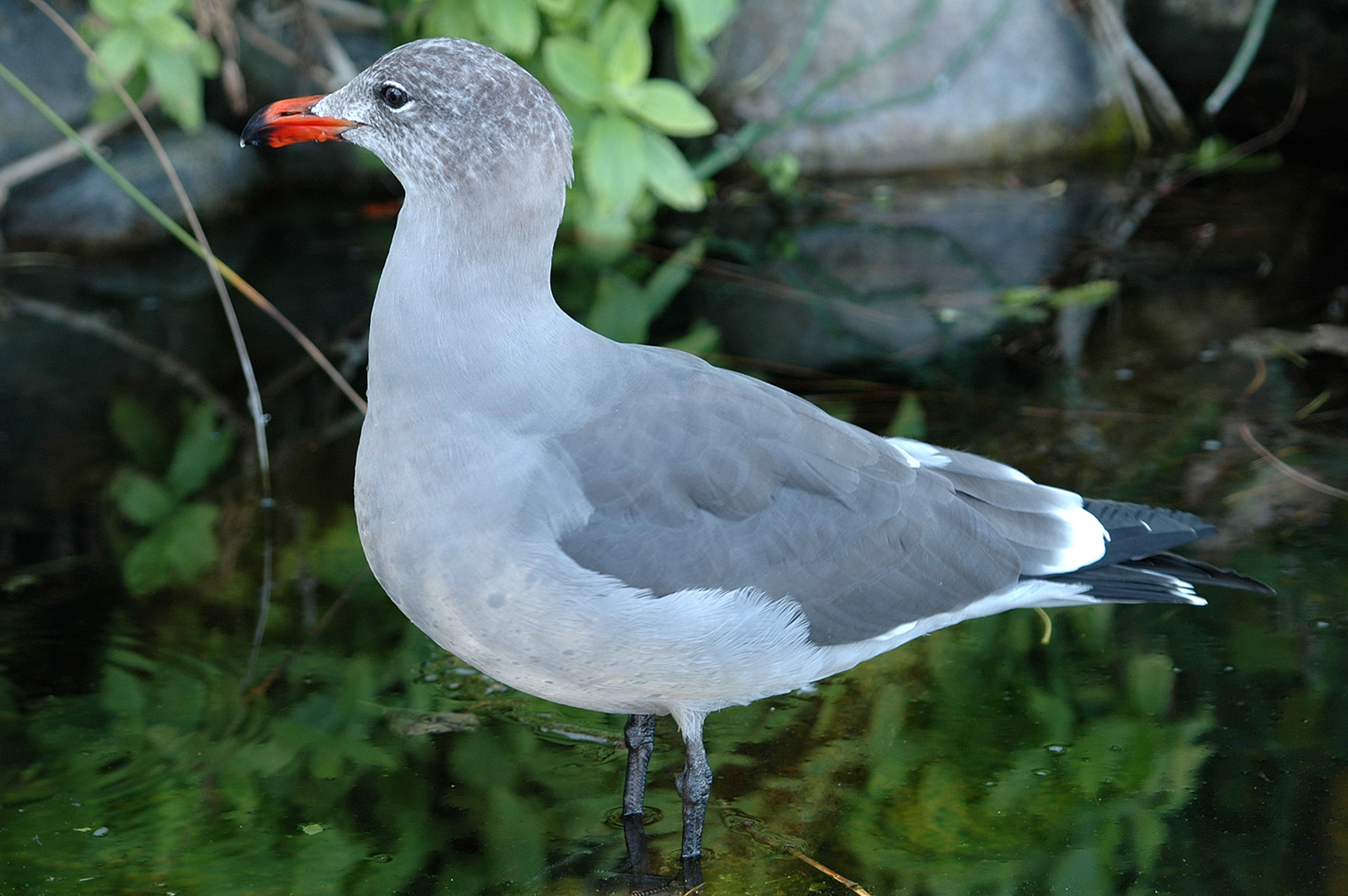 Gull at Monterey Aquarium