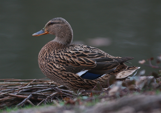 Spring duck