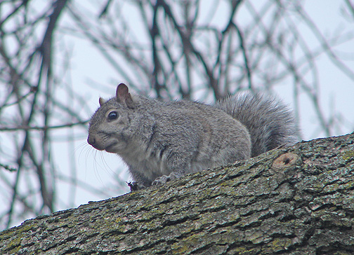 Spring Squirrel
