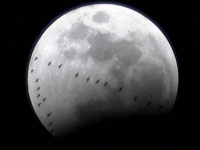 Lunar Eclipse with Geese