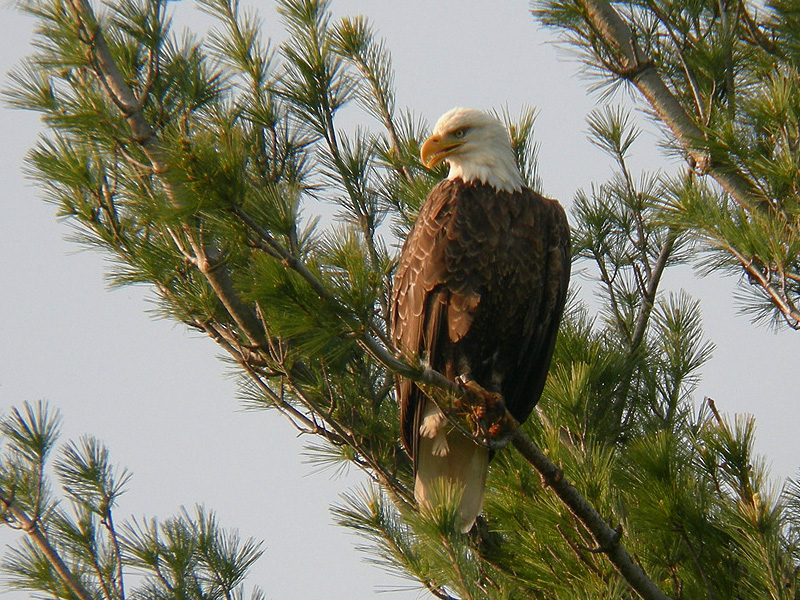 Guarding the Nest