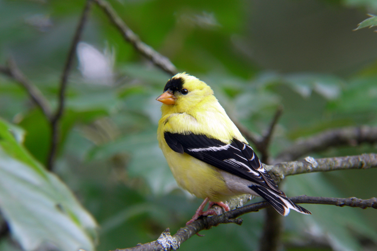 Gold Finch