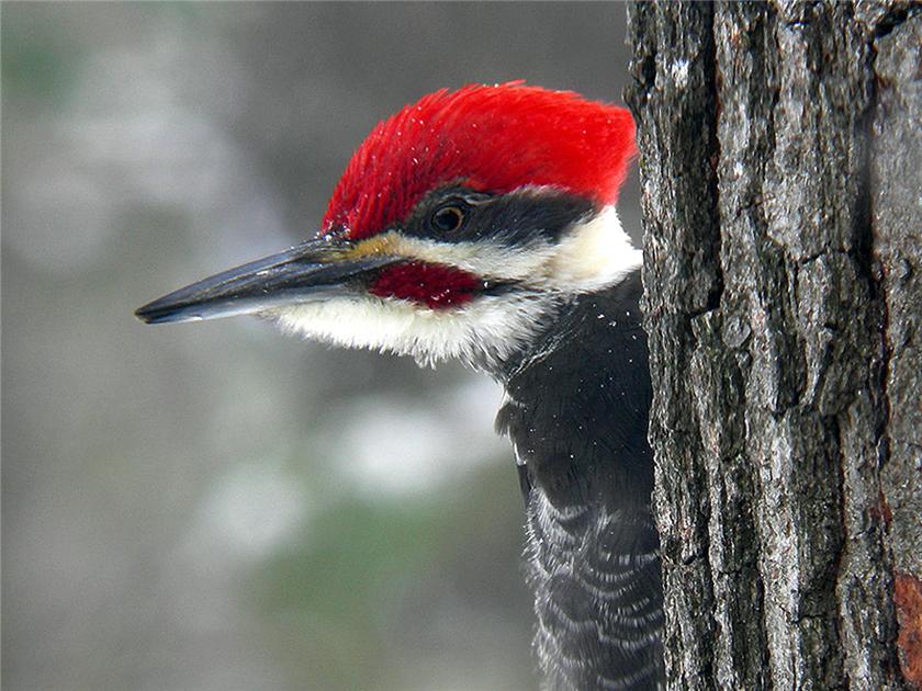 Snowy Piliated Woodpecker