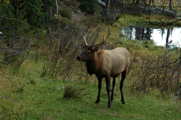 Elk