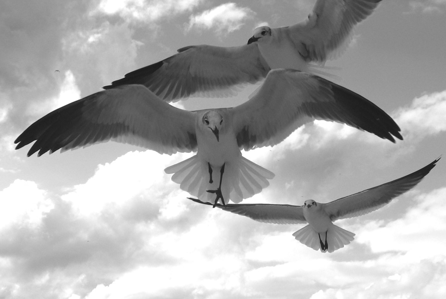 Seagulls