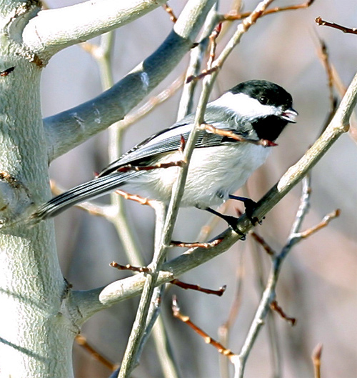 Hungry Chickadee
