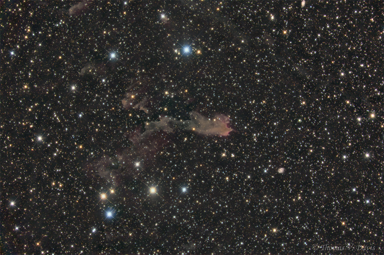 LBN438; Lacerta