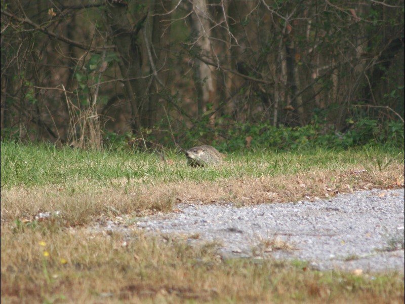 december groundhog