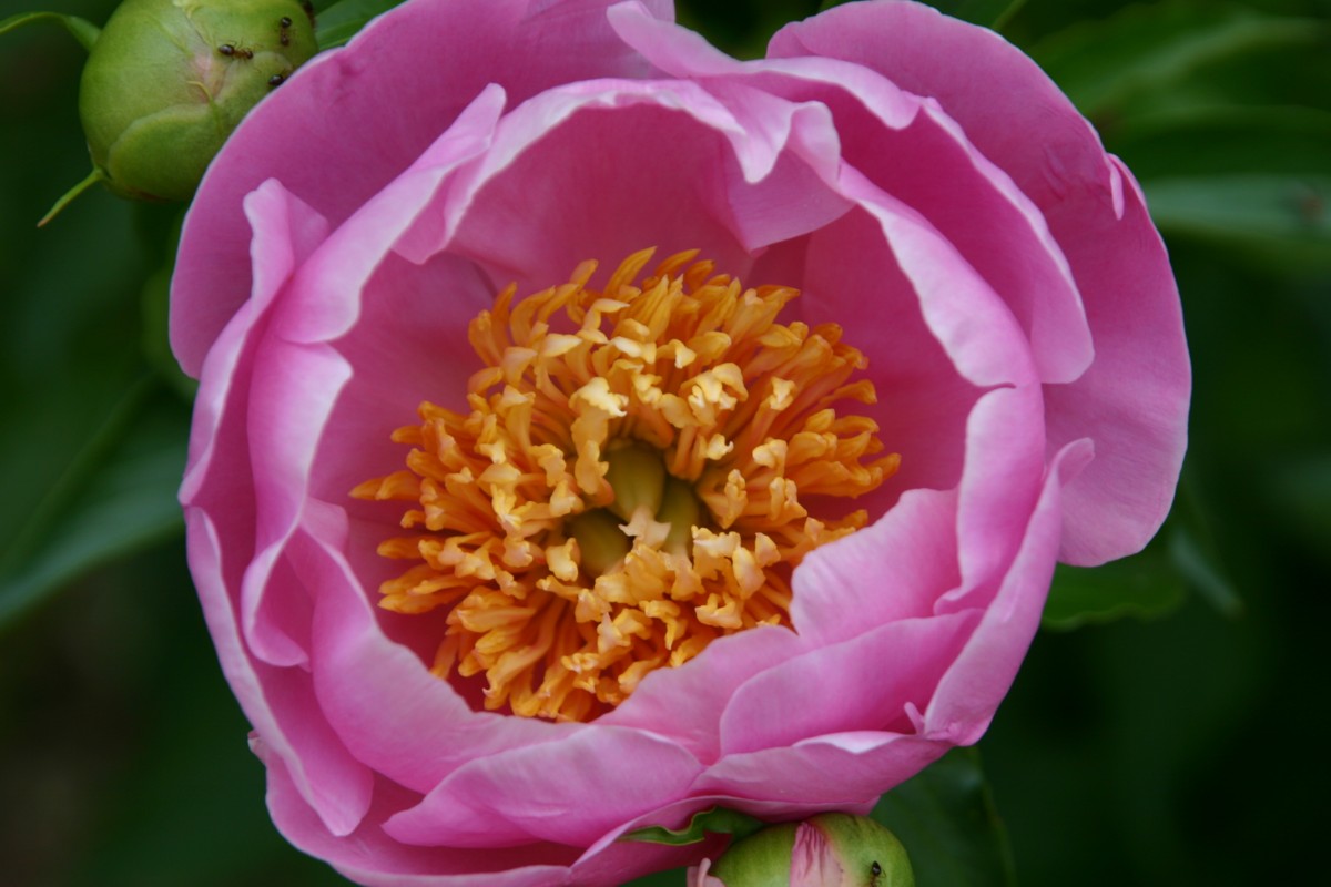evening bloom