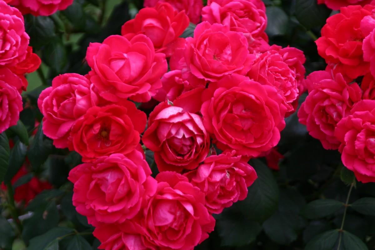 rose cluster