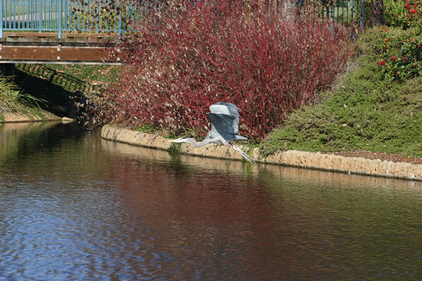 Blue Heron in Flight