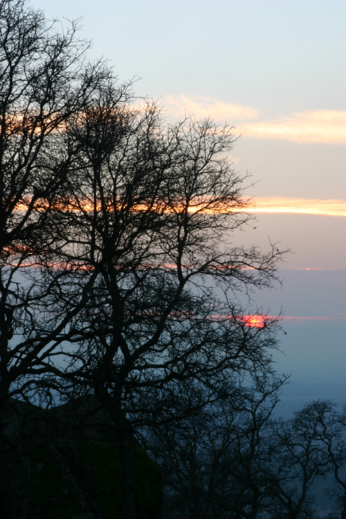 Oak Silhouette