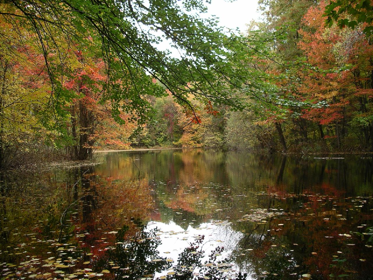Fall Pond