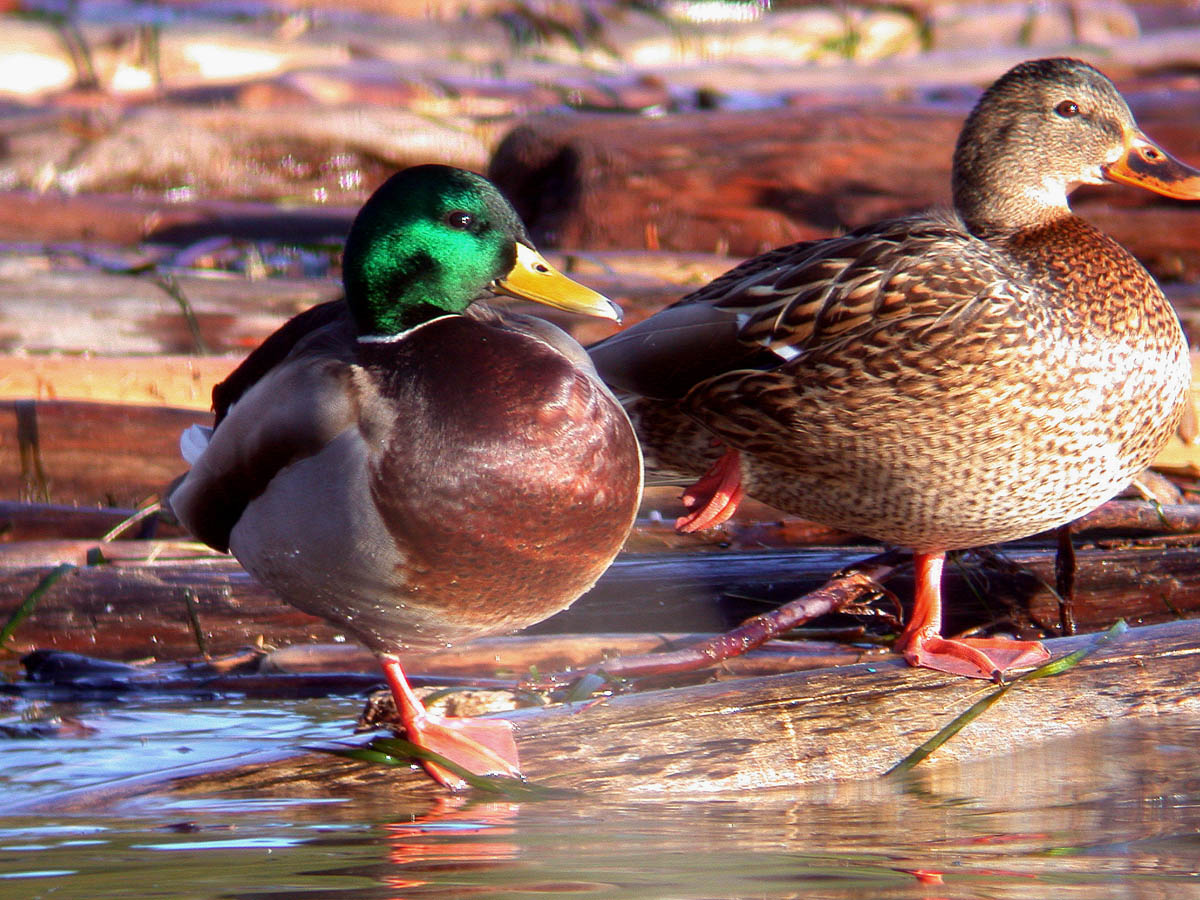 Sun Duck