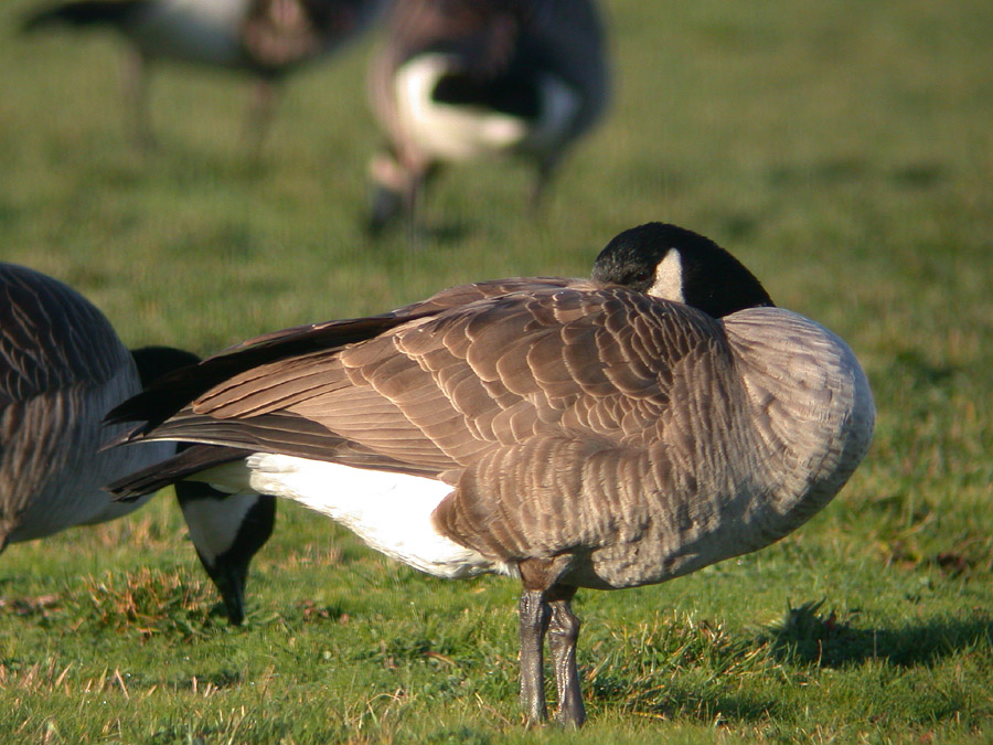Mother Goose