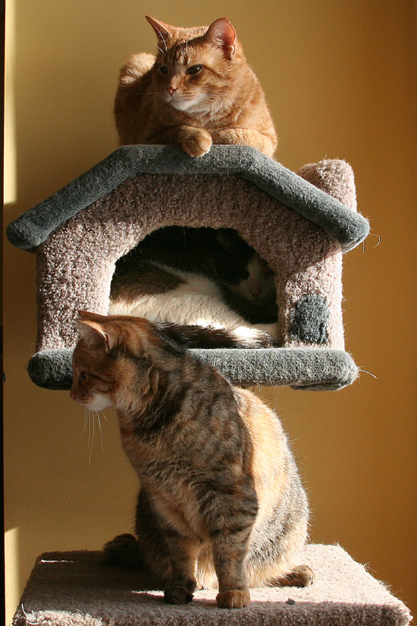 3 of My 5 Kitty Cats