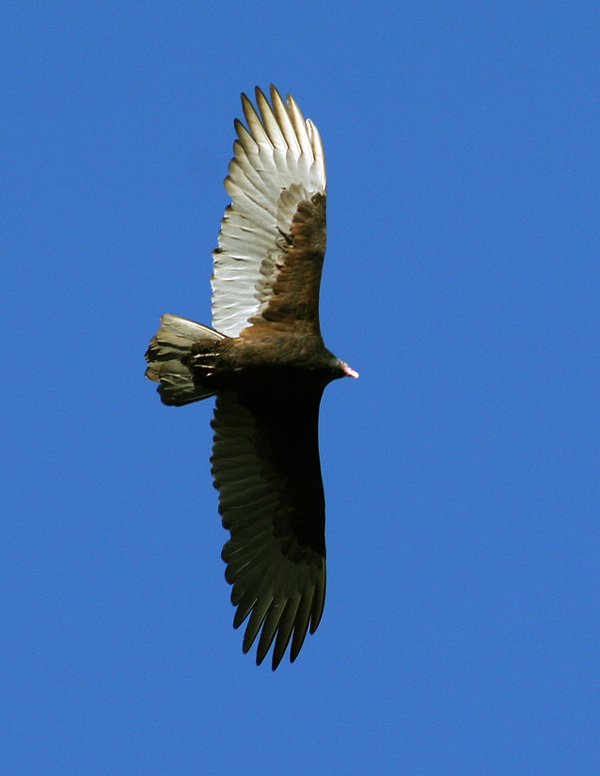 Turkey Buzzard image