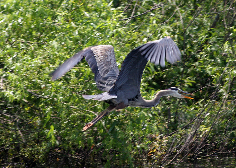 Great Blue in Flight image