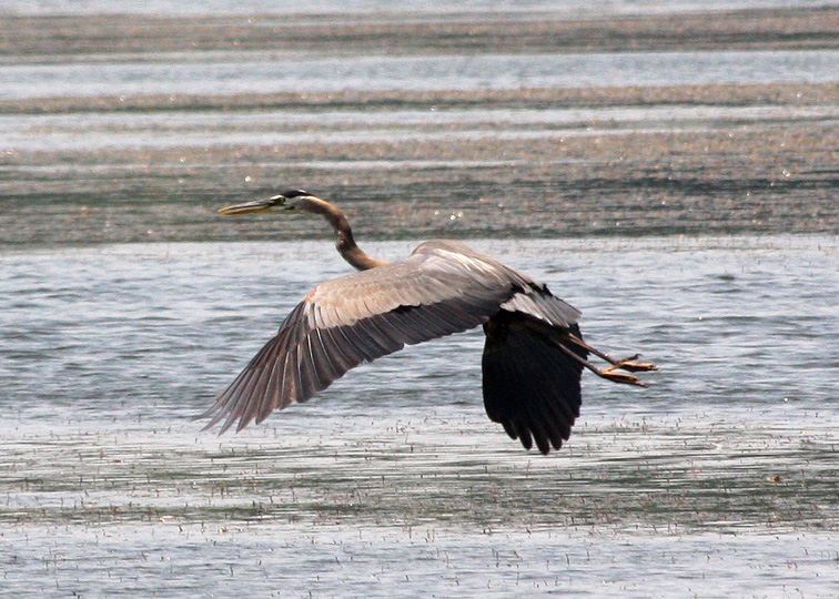 Great Blue Heron in Flight image