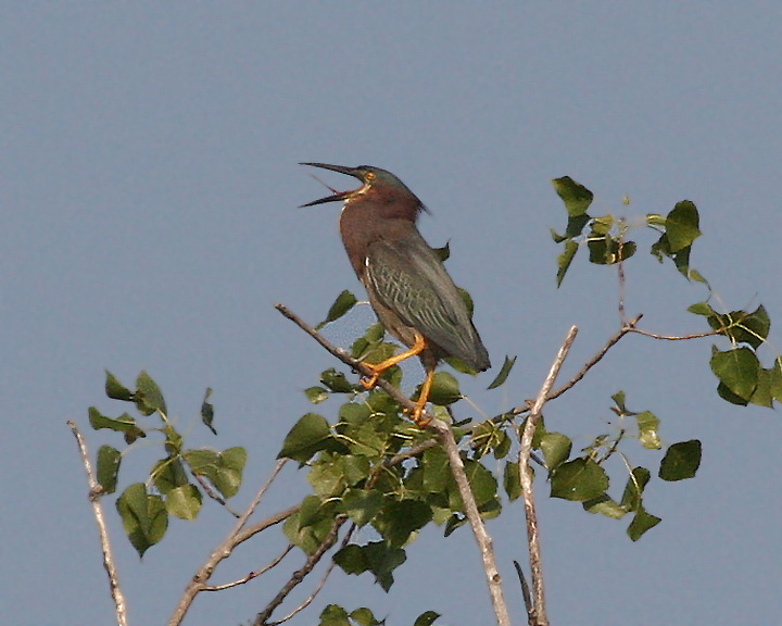 Green Heron Yawn image