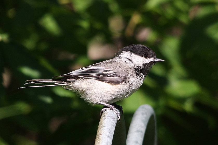 Black Cap image