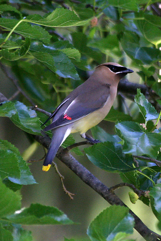 Cedar Waxwing image